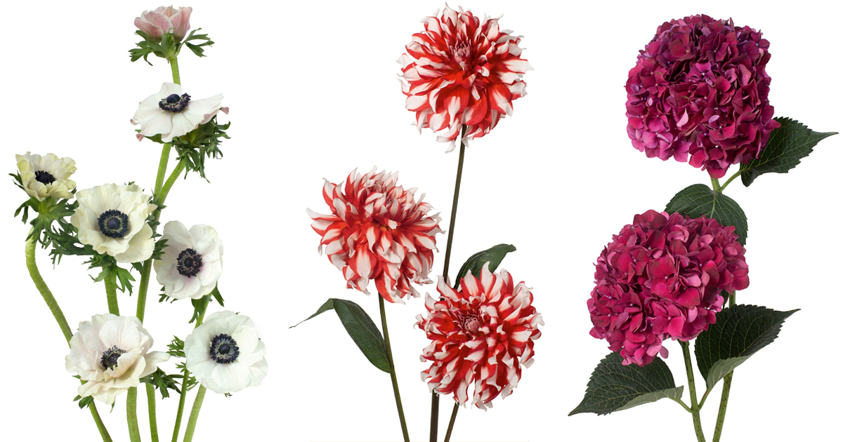 Putnam & Putnam Publish a Guide to Flower Colors Artsy