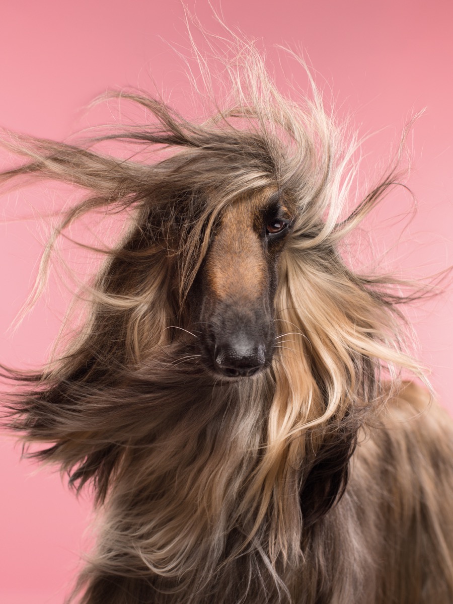 Photographer Gerrard Gethings Captures Human And Dog Lookalikes