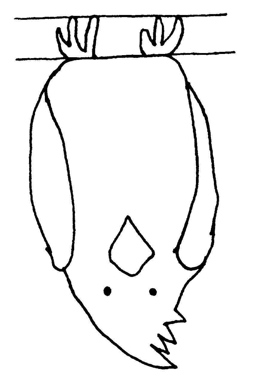 Illustration drawing for beginners alcaqwe